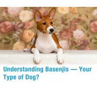 Understanding Basenjis
