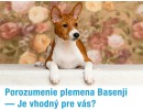Porozumenie plemena Basenji