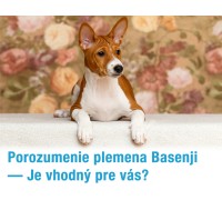 Porozumenie plemena Basenji