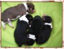 Puppies