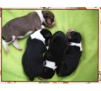 Puppies