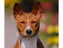 Father of our puppies