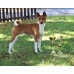 Father of our puppies, litter B