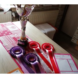 Exhibitions and awards