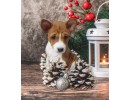 Basenji Puppy 01