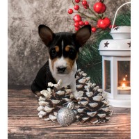 Basenji Puppy 2 - Bleky