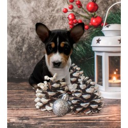 Basenji Puppy 2 - Bleky