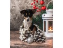 Basenji Puppy 03