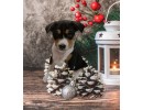 Basenji Puppy 04