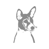 Understanding Basenjis